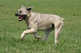 CANE CORSO 1447